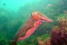 cuttlefish.jpg - 