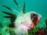 gurnard.jpg - 