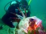gurnard2.jpg - 