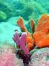 soft-coral2.jpg - 