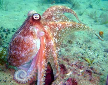 Octopus.jpg - 