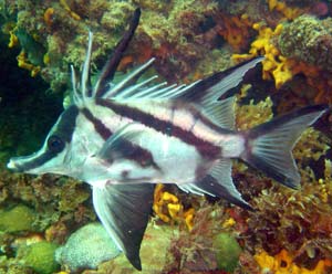 boarfish.jpg - boarfish.jpg -