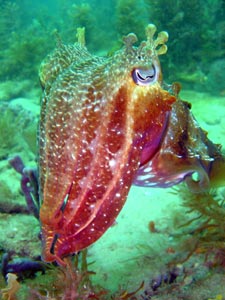 cuttlefish2.jpg - cuttlefish2.jpg -