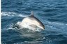 dolphin2.jpg - 