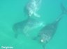 dolphins.jpg - 