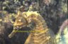 seahorse.jpg - 