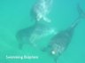 swimmingdolphins.jpg - 