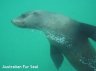 underwaterseal.jpg - 