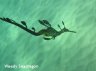 weedyseadragon.jpg - 
